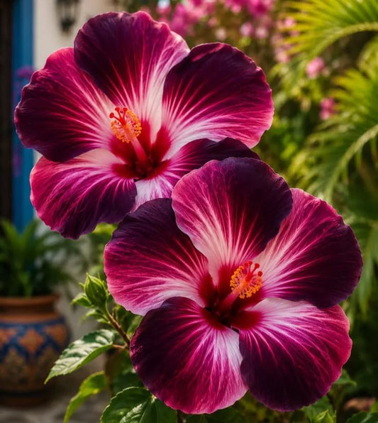 Ritka hibiszkusz hagymák – cserepes, erkély, téli ültetés