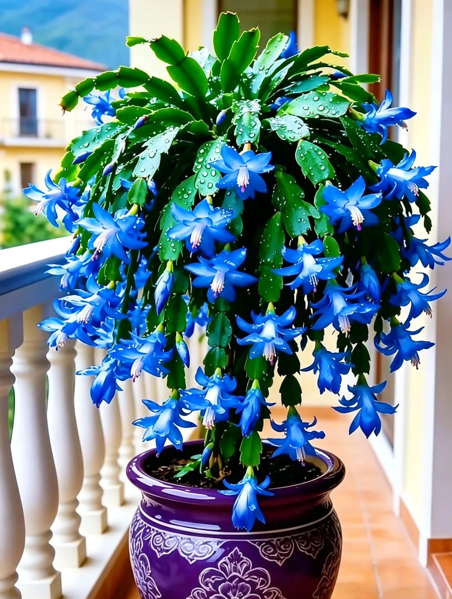 🦀Keverős színű Schlumbergera hagymák – Könnyen kezelhető virágok minden árnyalatban, még télen is ❄️🌈