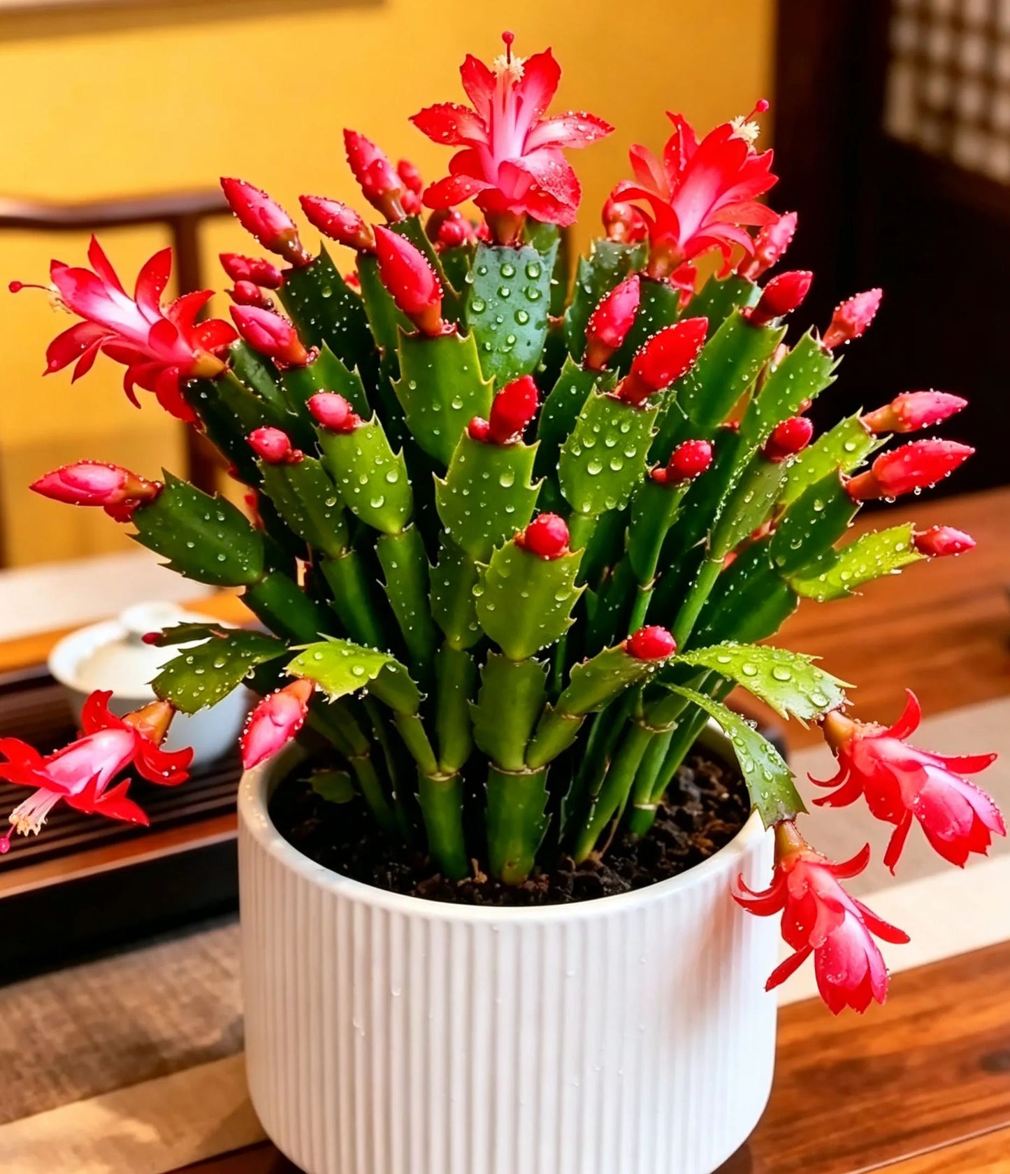 🦀Keverős színű Schlumbergera hagymák – Könnyen kezelhető virágok minden árnyalatban, még télen is ❄️🌈