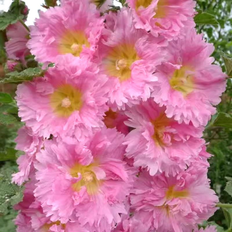 🌸Virágzó évelő mályva magok🌸