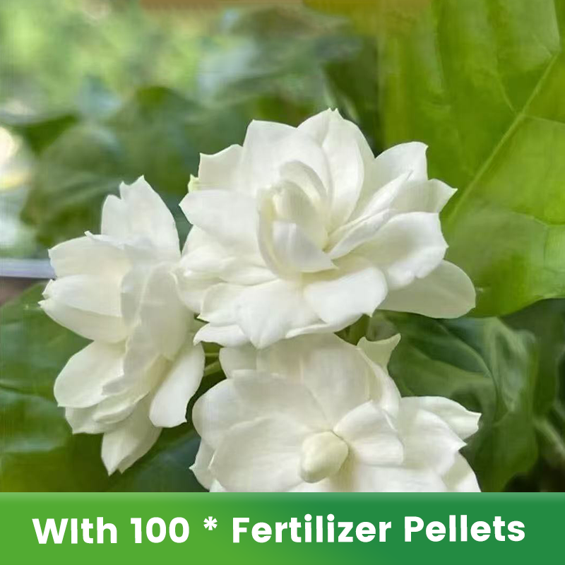 ✨🌸 Nasiona jaśminu (z nawozem): aromatyczne i łatwe w uprawie🍃