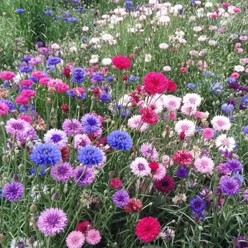 🌼 Egész évben virágzó búzavirágmagok - egy igazi növény 🏡✨